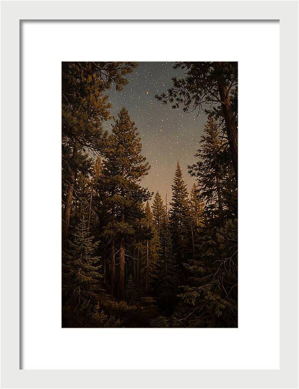 Evergreen Forest Beneath Starry Sky