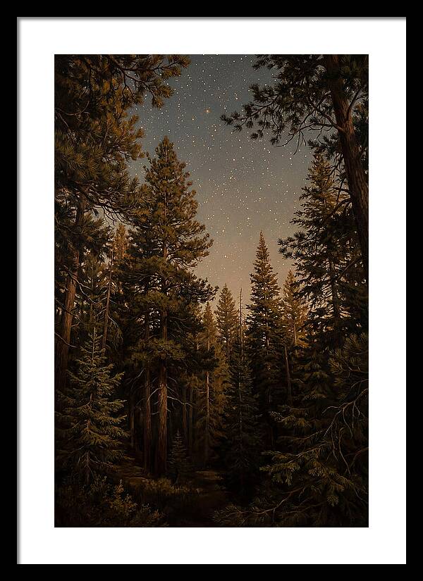 Evergreen Forest Beneath Starry Sky