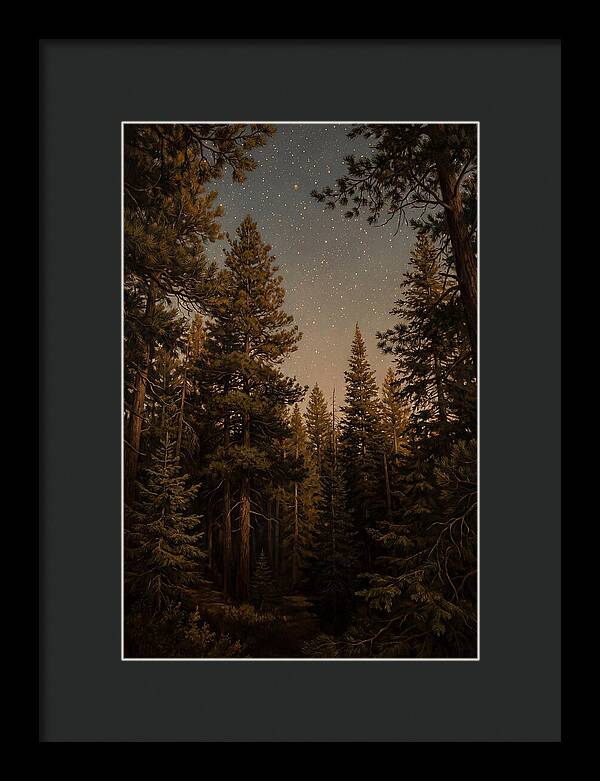 Evergreen Forest Beneath Starry Sky