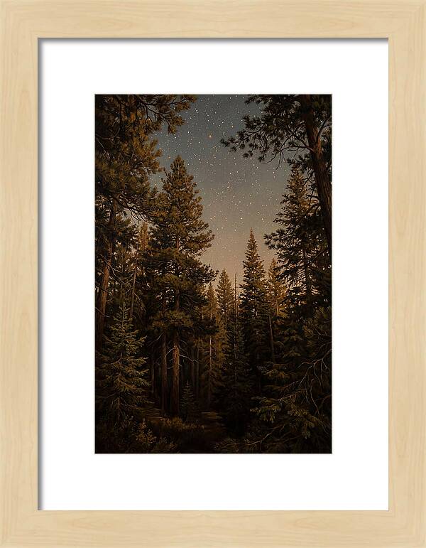 Evergreen Forest Beneath Starry Sky