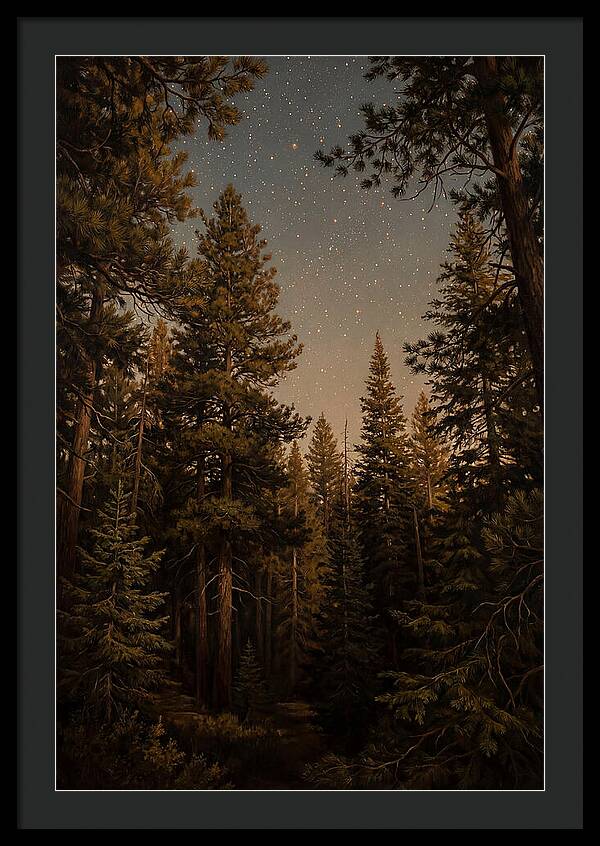 Evergreen Forest Beneath Starry Sky