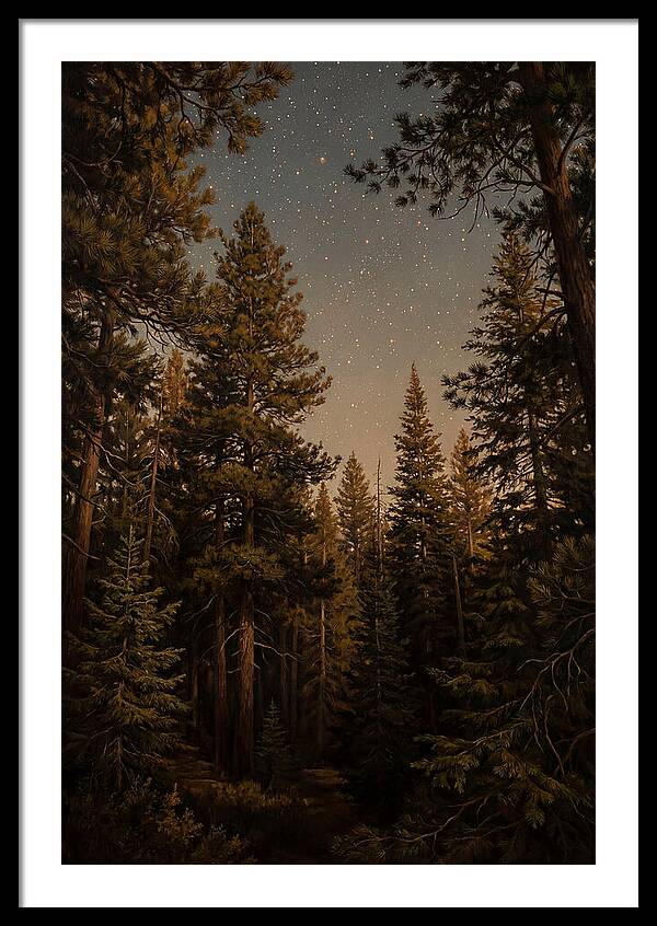 Evergreen Forest Beneath Starry Sky