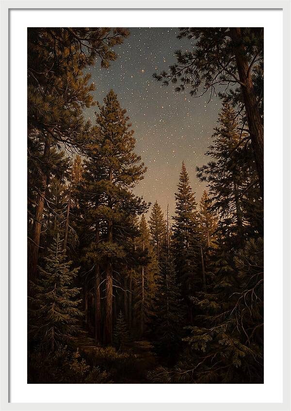 Evergreen Forest Beneath Starry Sky