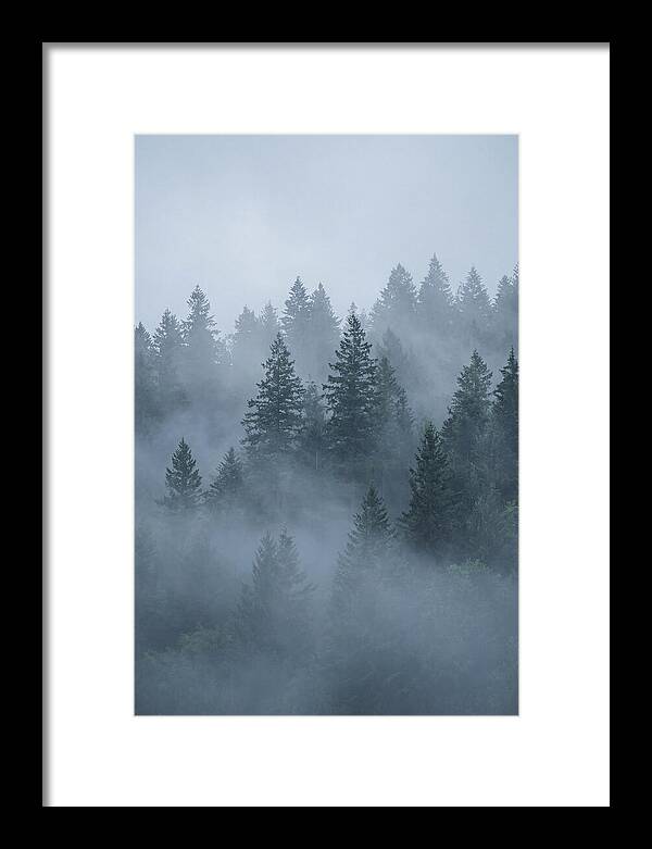 Evergreen Forest Embraced By Fog
