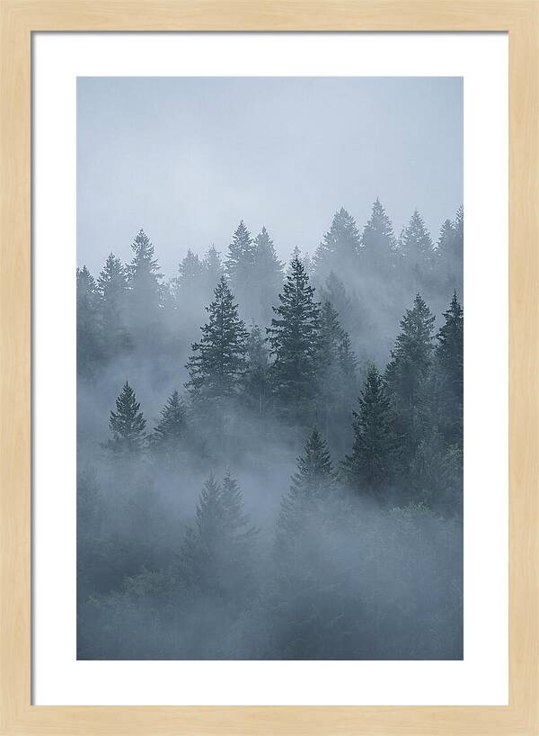 Evergreen Forest Embraced By Fog