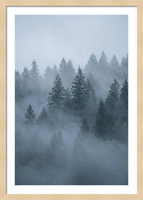 Evergreen Forest Embraced By Fog