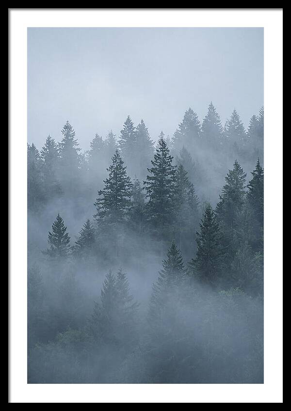 Evergreen Forest Embraced By Fog