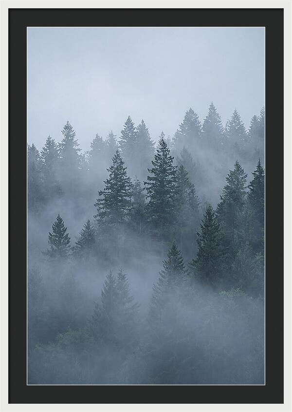 Evergreen Forest Embraced By Fog