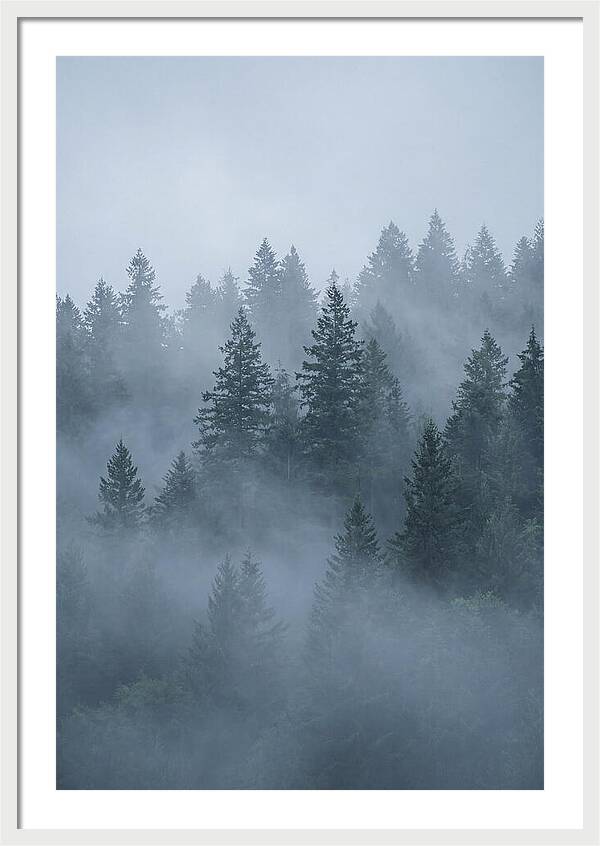 Evergreen Forest Embraced By Fog