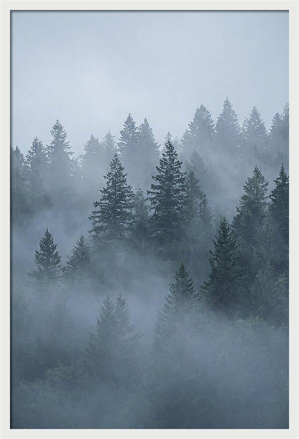 Evergreen Forest Embraced By Fog