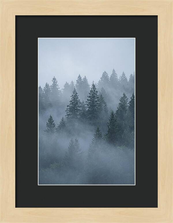 Evergreen Forest Embraced By Fog