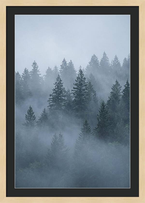 Evergreen Forest Embraced By Fog