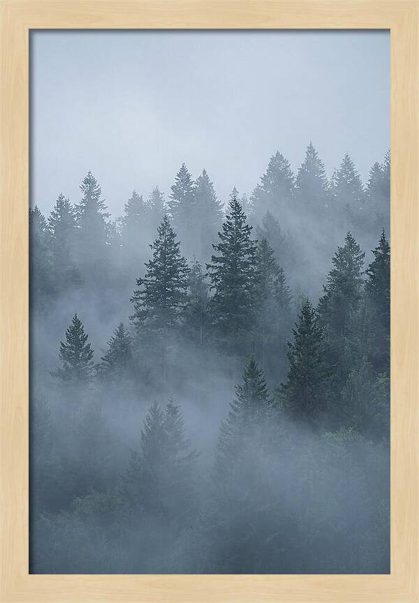 Evergreen Forest Embraced By Fog