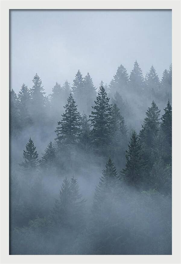 Evergreen Forest Embraced By Fog