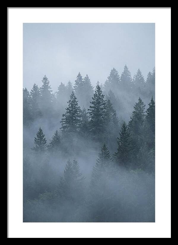 Evergreen Forest Embraced By Fog