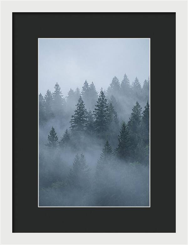 Evergreen Forest Embraced By Fog