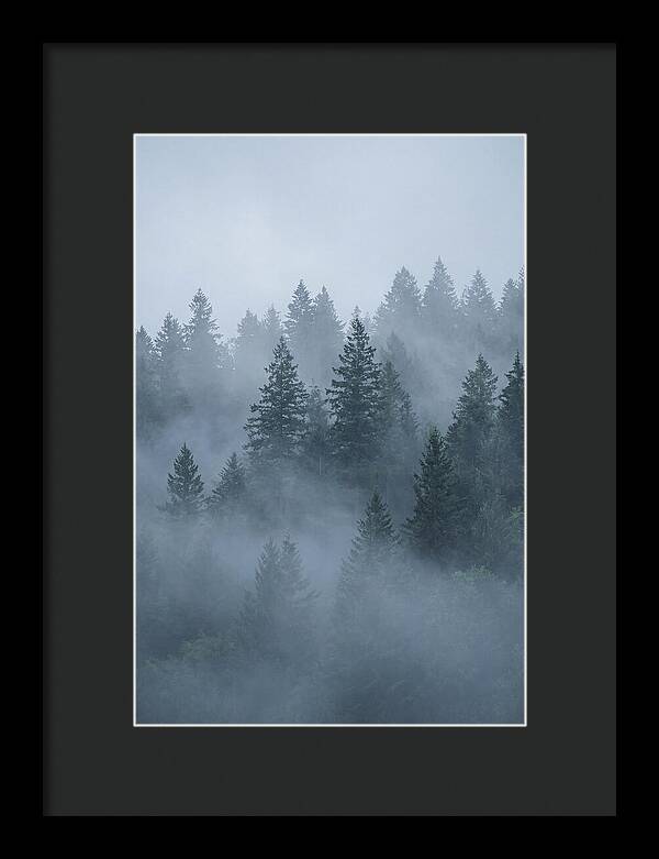 Evergreen Forest Embraced By Fog