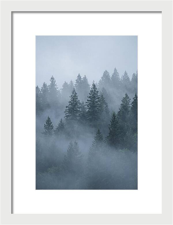 Evergreen Forest Embraced By Fog