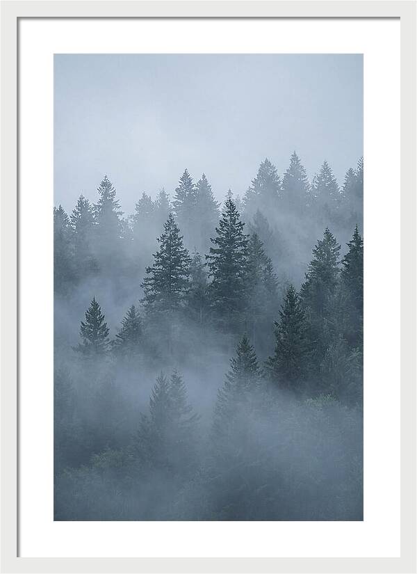 Evergreen Forest Embraced By Fog