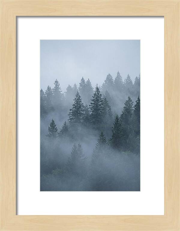 Evergreen Forest Embraced By Fog