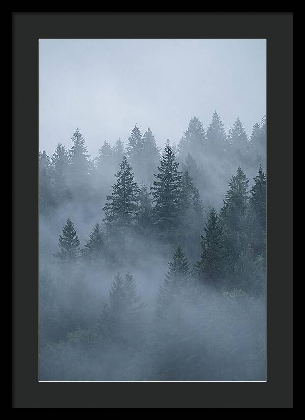 Evergreen Forest Embraced By Fog