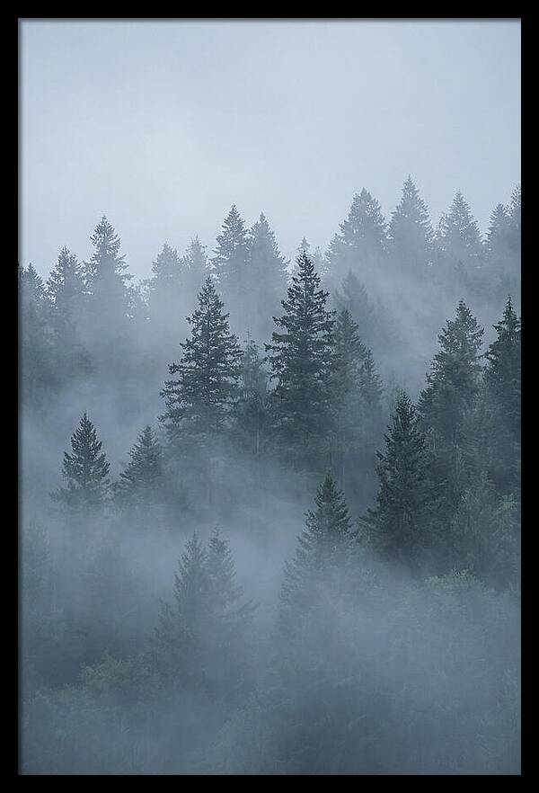 Evergreen Forest Embraced By Fog