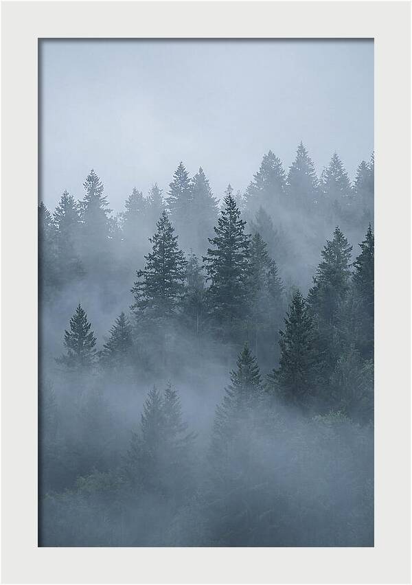 Evergreen Forest Embraced By Fog