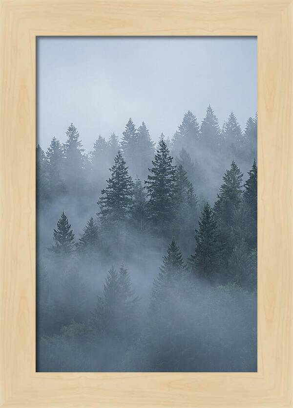 Evergreen Forest Embraced By Fog