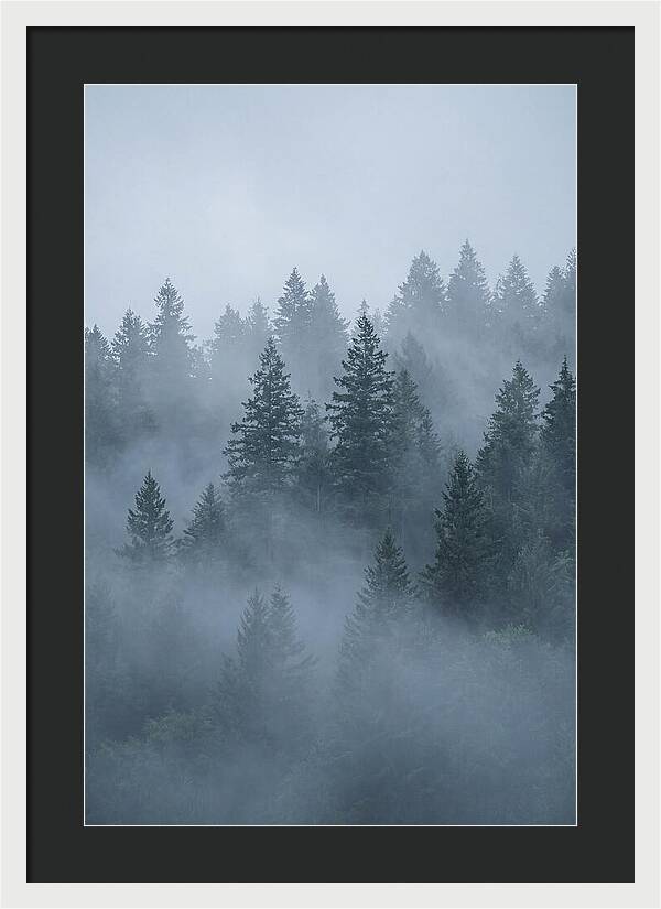 Evergreen Forest Embraced By Fog