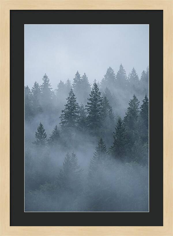 Evergreen Forest Embraced By Fog