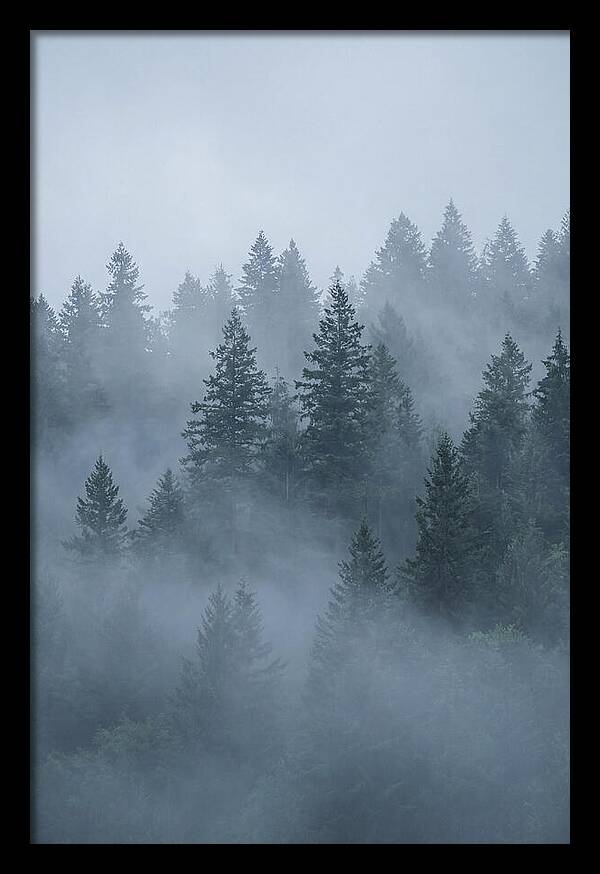 Evergreen Forest Embraced By Fog