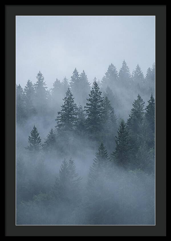Evergreen Forest Embraced By Fog