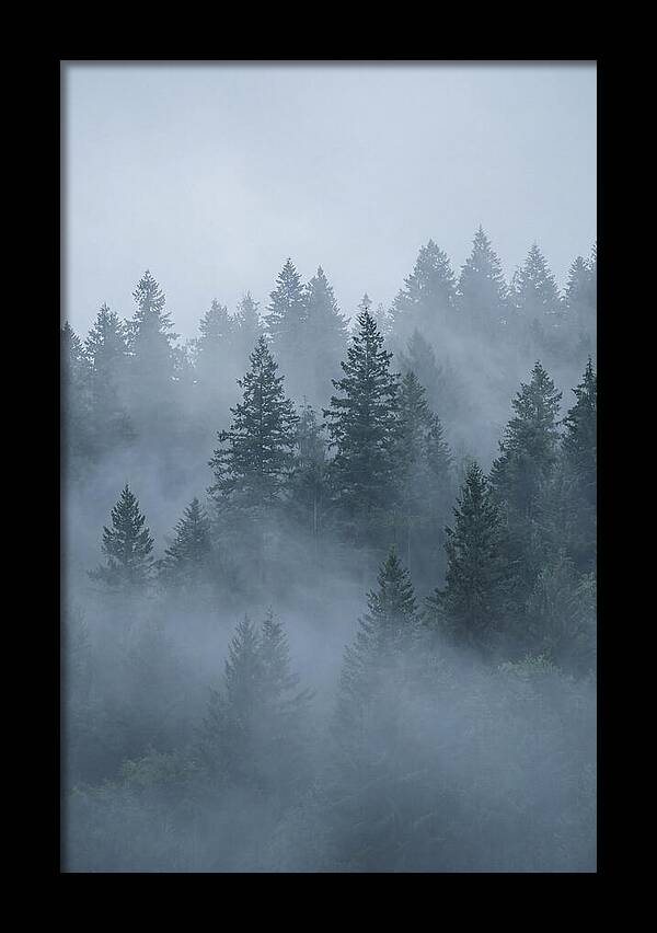 Evergreen Forest Embraced By Fog