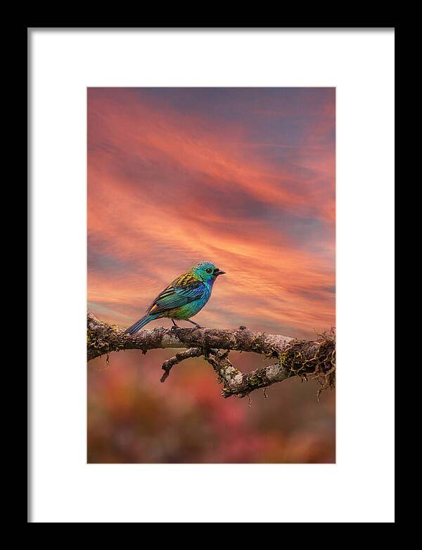 Exotic Bird Perched On Branch