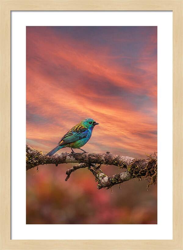 Exotic Bird Perched On Branch