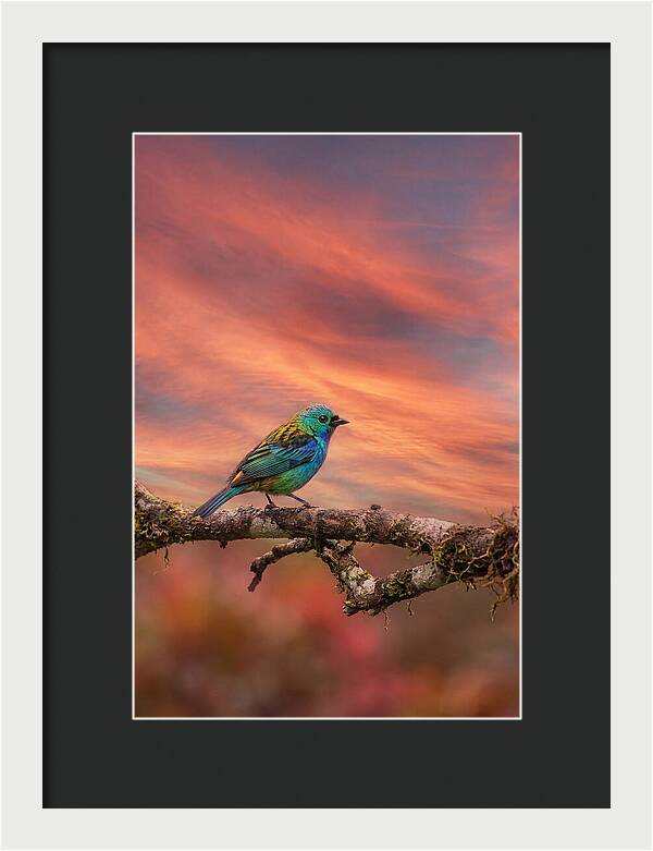 Exotic Bird Perched On Branch