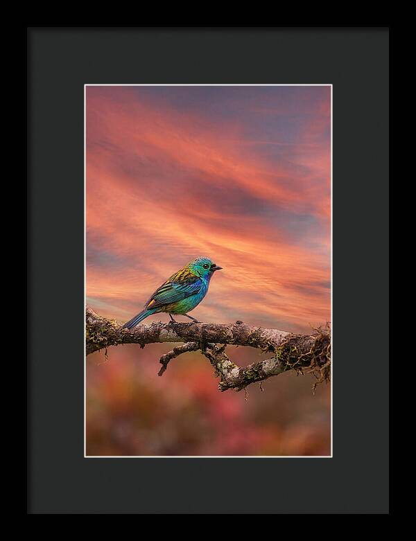 Exotic Bird Perched On Branch