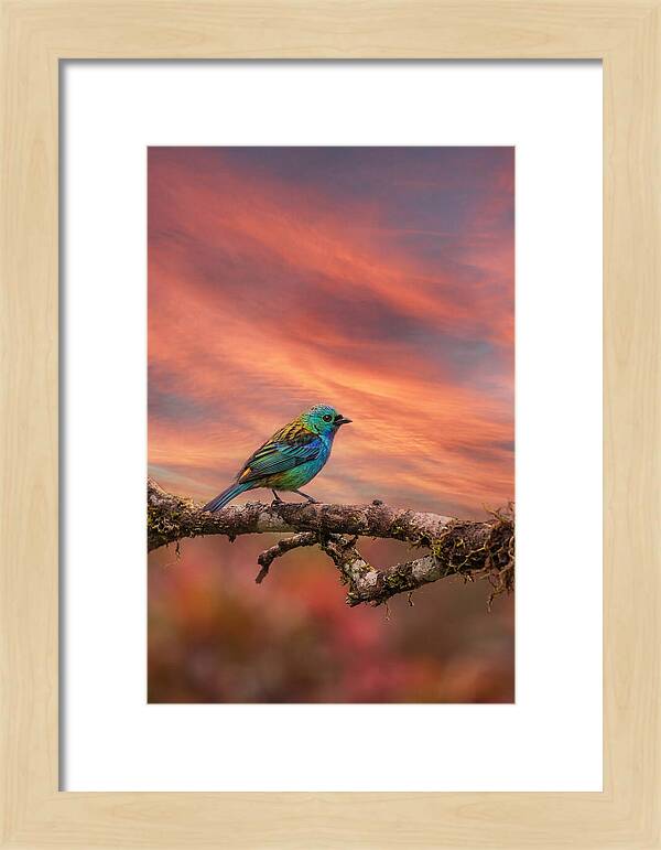 Exotic Bird Perched On Branch