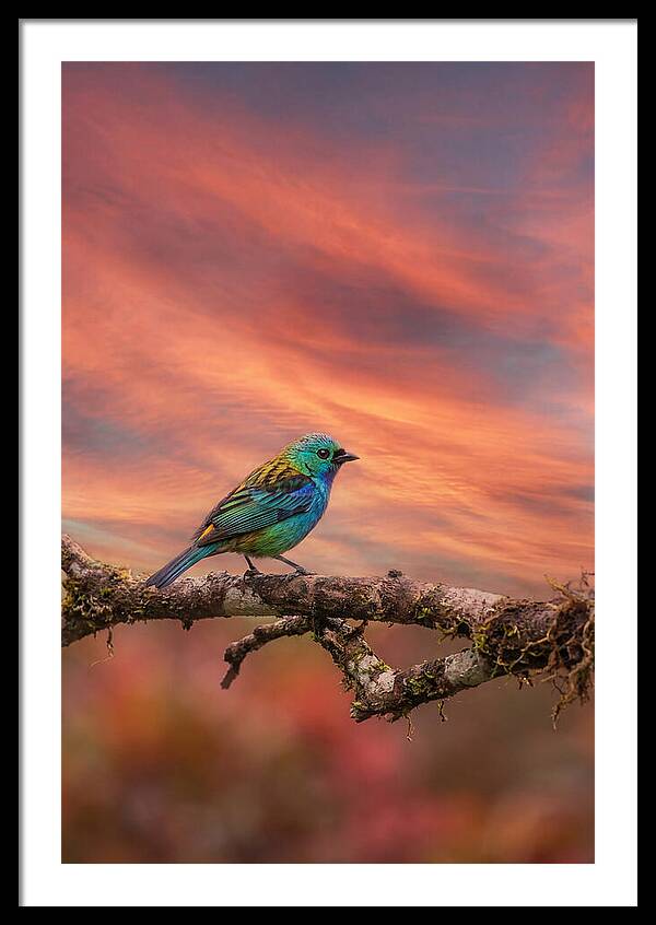 Exotic Bird Perched On Branch
