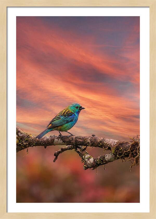 Exotic Bird Perched On Branch