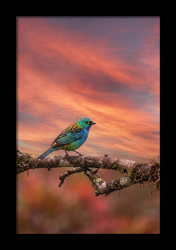 Exotic Bird Perched On Branch