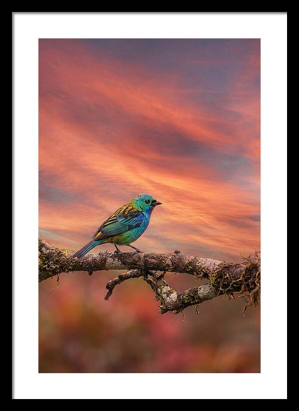 Exotic Bird Perched On Branch