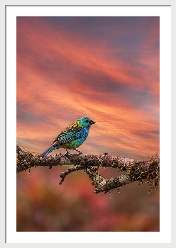 Exotic Bird Perched On Branch