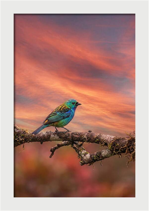 Exotic Bird Perched On Branch