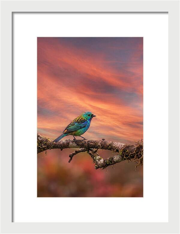 Exotic Bird Perched On Branch
