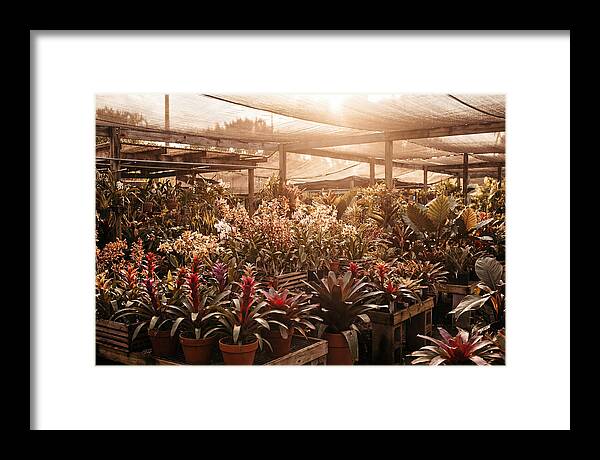Exotic Plant Paradise