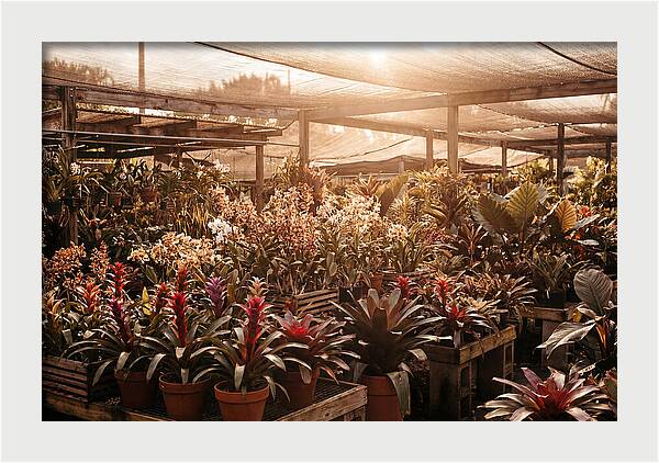 Exotic Plant Paradise
