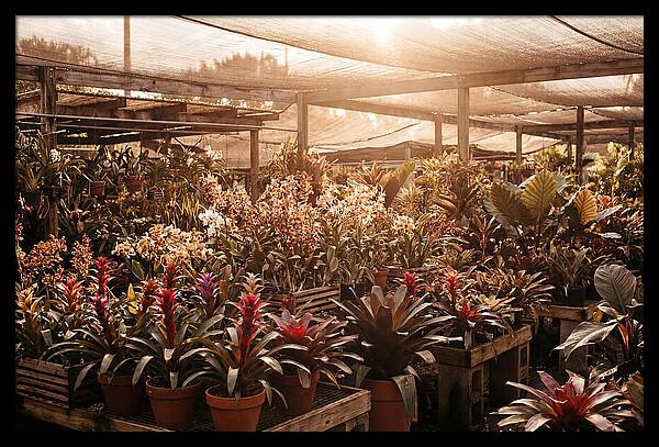 Exotic Plant Paradise