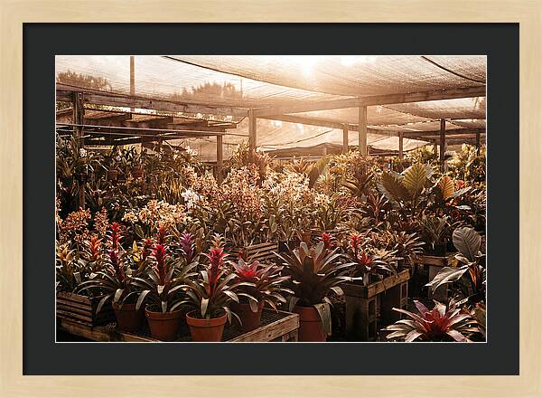 Exotic Plant Paradise