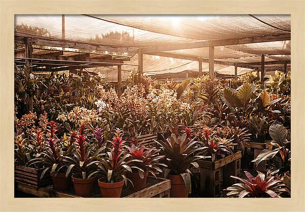 Exotic Plant Paradise